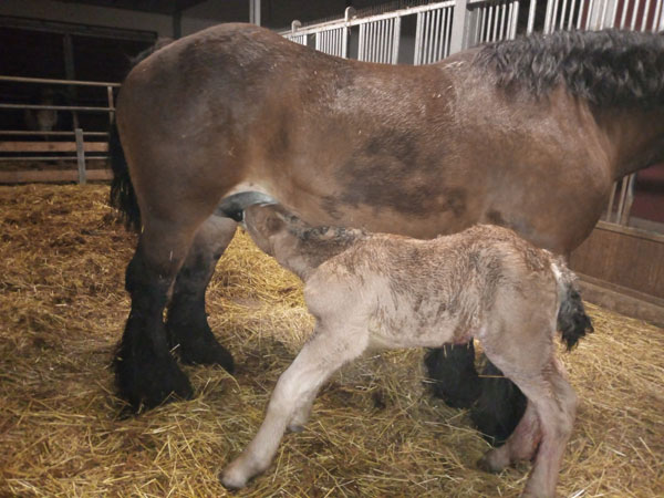 Jana de la Mess